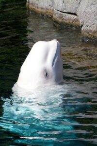 Ein Beluga im Vancouver Aquarium (Quelle: Fotolia)
