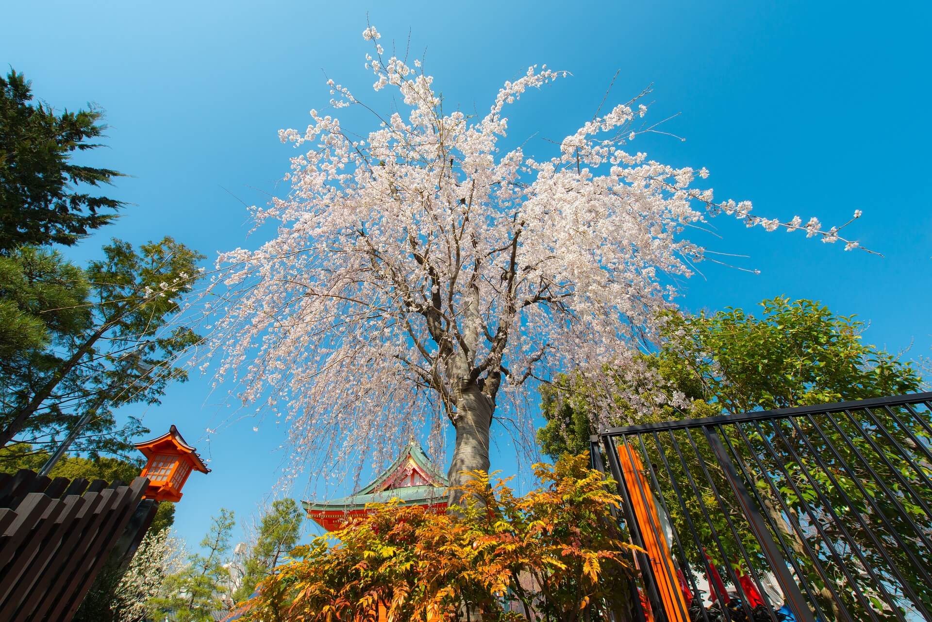 Hanami Japanisches Kirschblütenfest